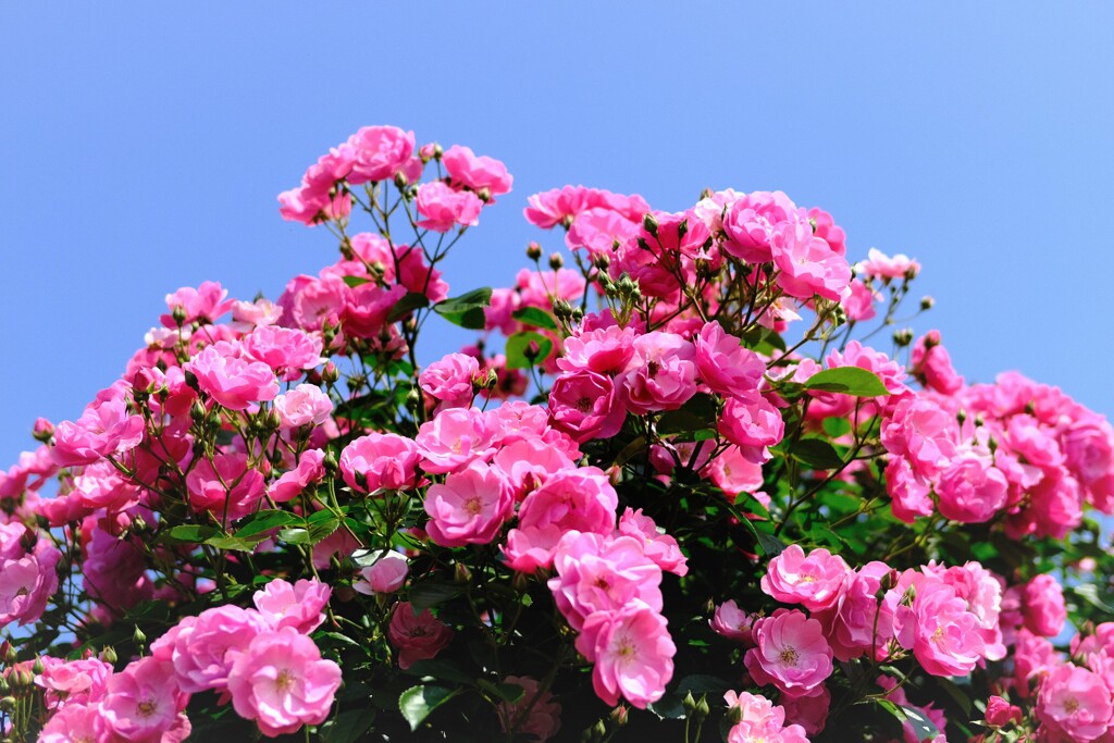 青空に薔薇を♡