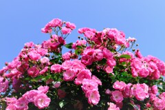 青空に薔薇を♡