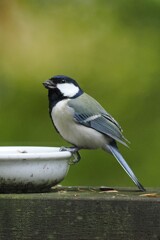シジュウカラ
