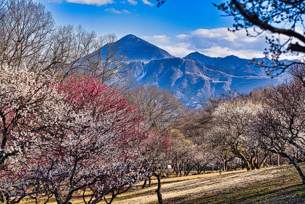 梅林から武甲山