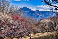 梅林から武甲山