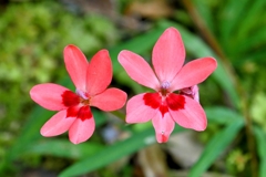 実家のお花達１０