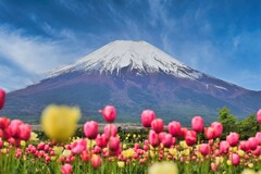 鬱金香富士