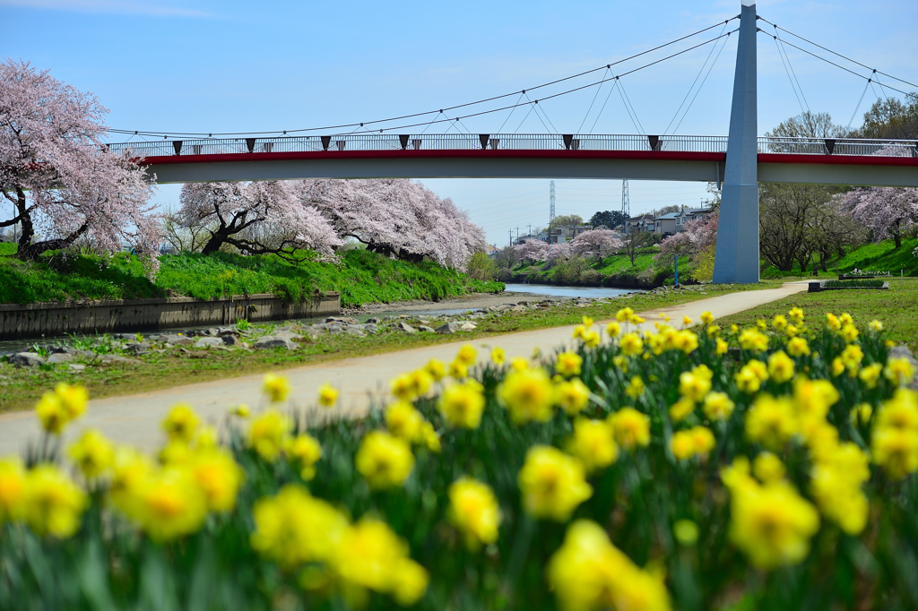 写んぽでスイセンと桜