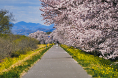 桜咲く一本道