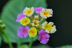 実家のお花達３