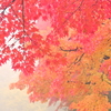 モヤっても紅葉♡