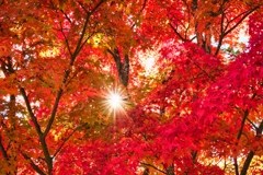 日の輝る紅葉♡