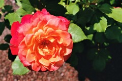 薔薇の品種多すぎ(笑)