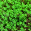 苔の上にも三年