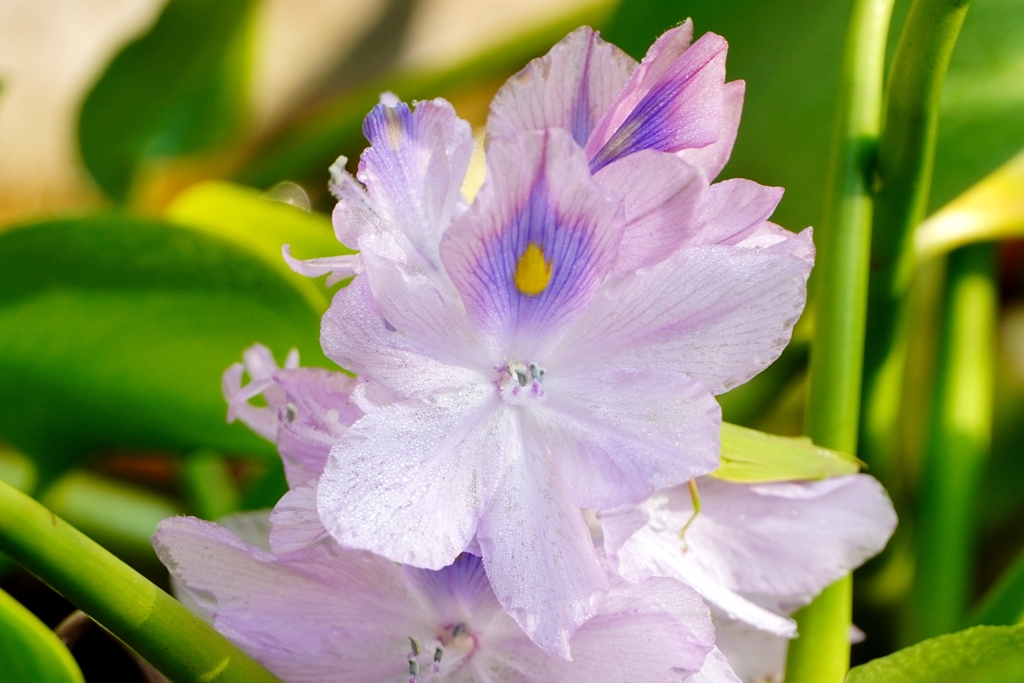 実家のお花達１