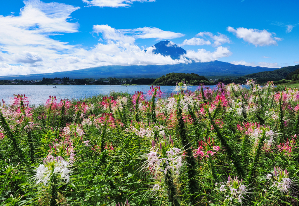 西洋風蝶草（セイヨウフウチョウソウ）