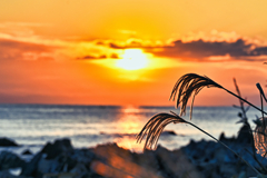 ススキ揺れる海辺の夕暮れ