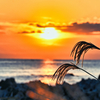 ススキ揺れる海辺の夕暮れ