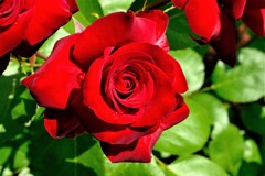 情熱の赤い薔薇