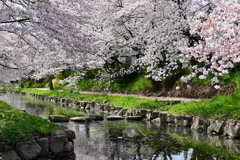 川岸の春