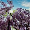 春風に揺らめく紫簾