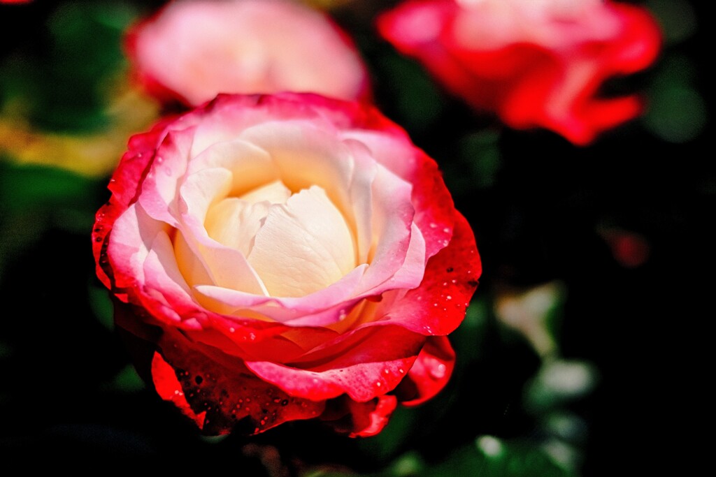 バニラアイスの薔薇包み♡