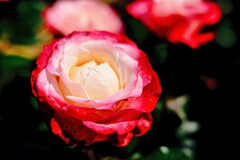 バニラアイスの薔薇包み♡