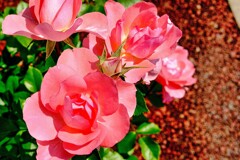 薔薇ですか？