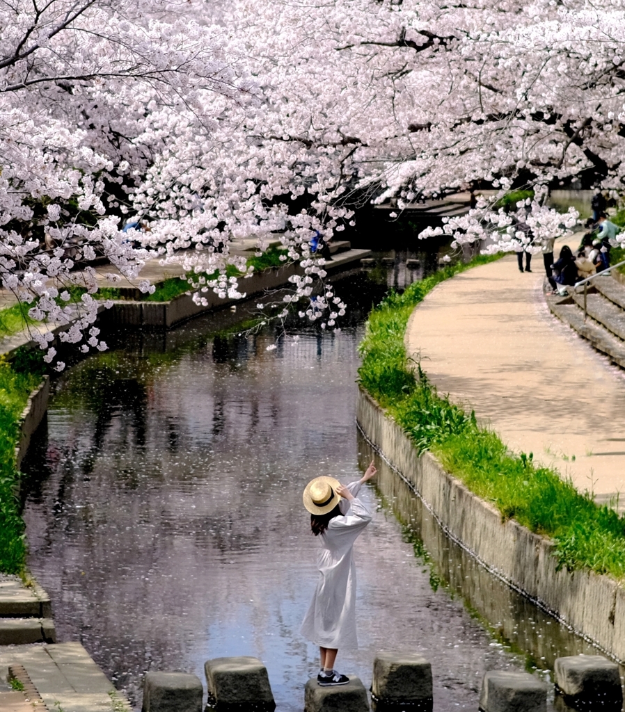 元荒川の桜