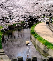 元荒川の桜