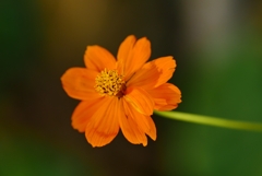 実家のお花達５