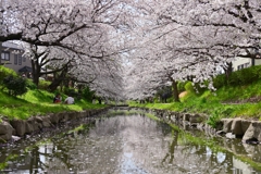 桜シンメトリー