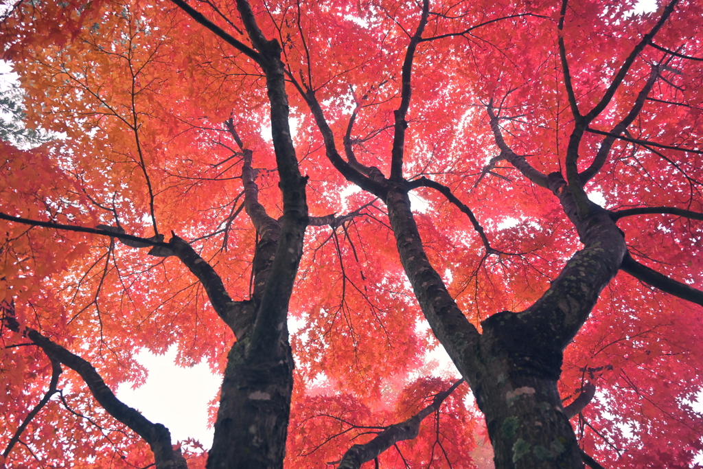紅葉の毛細血管