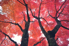 紅葉の毛細血管