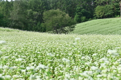 中山高原　そばの花