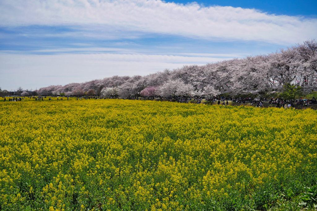 なの花畑とさくら並木