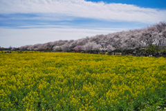 なの花畑とさくら並木