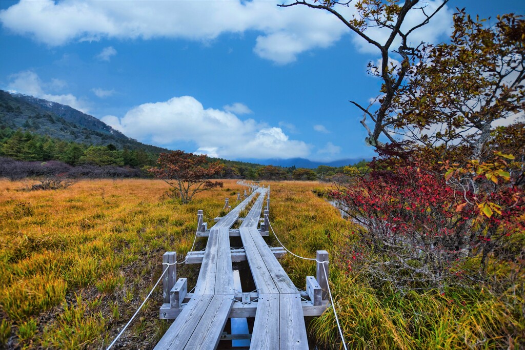 草紅葉の湿原