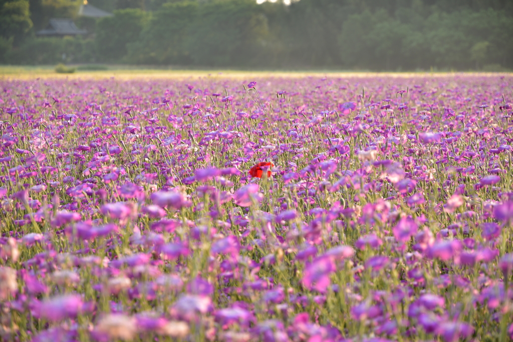 包囲された紅