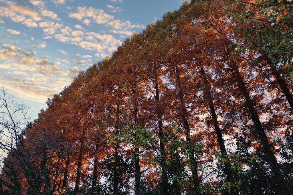 大樹の秋暖簾