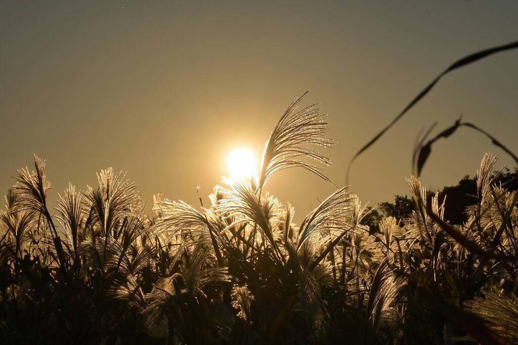 金色太陽