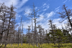 針葉樹林フェチ