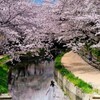 春恋し