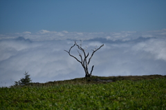 双子山　雲海と枯れ木