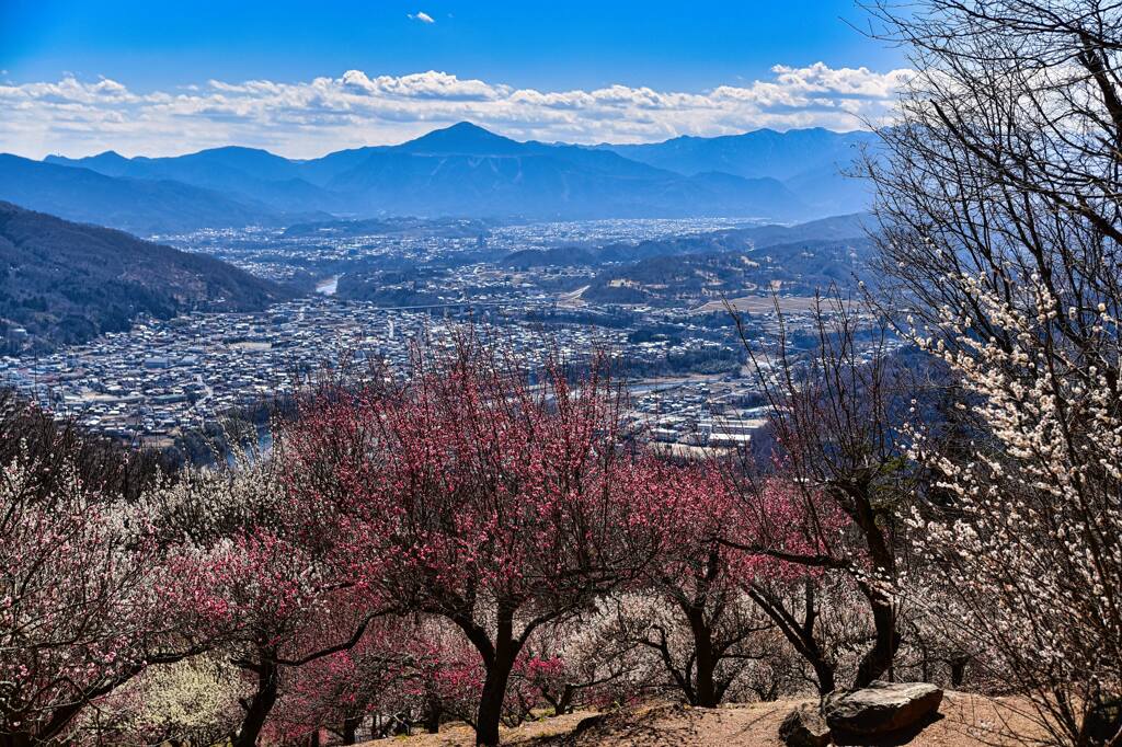 梅園からの展望
