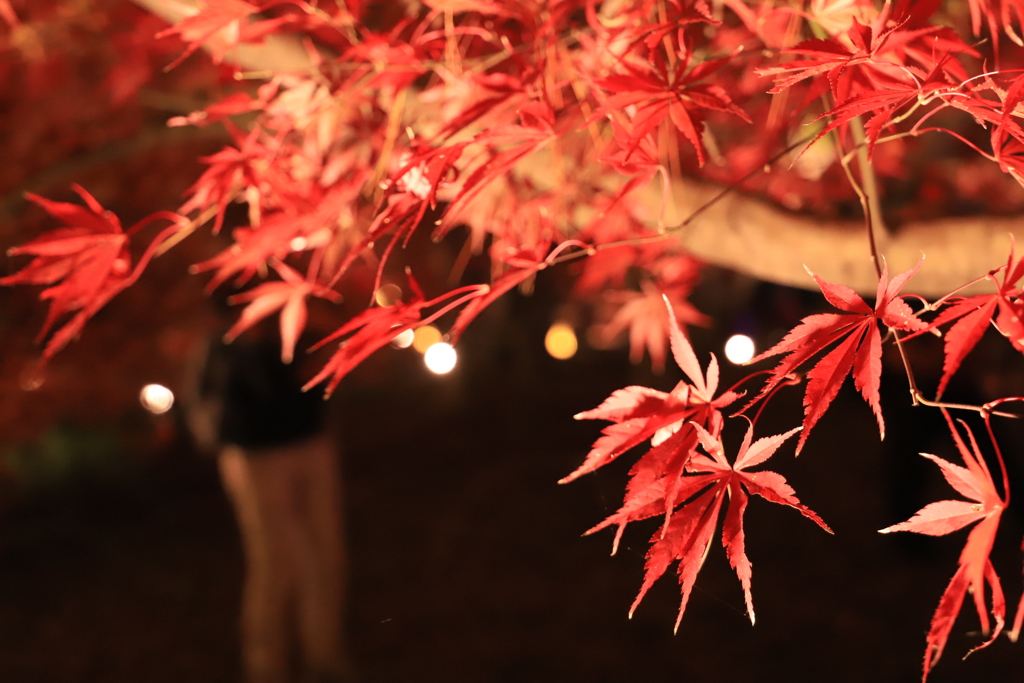 紅葉