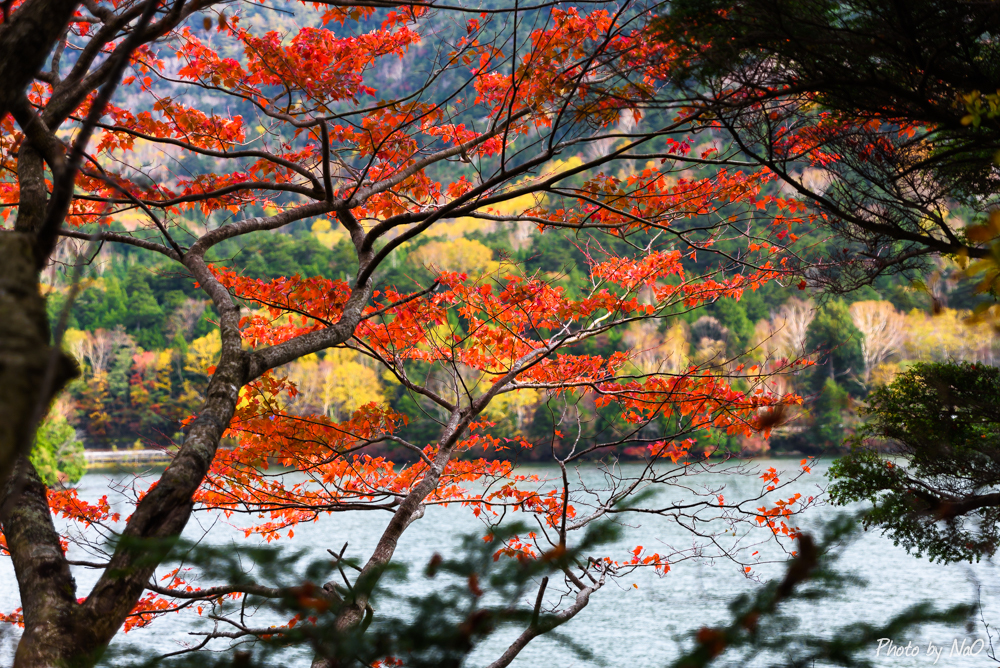 湖畔の紅葉