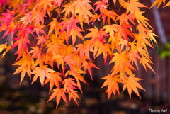紅葉もみじ