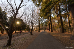 日暮れの公園