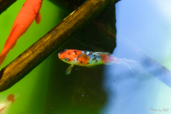 金魚