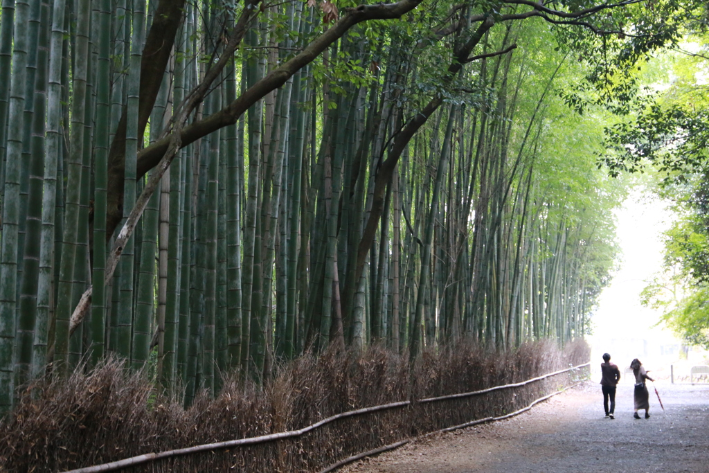 竹林の小径