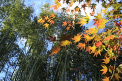 嵐山の竹林