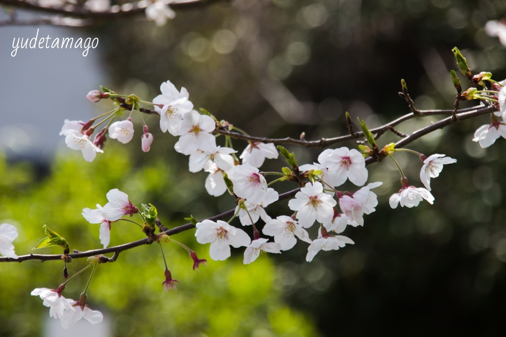 桜②