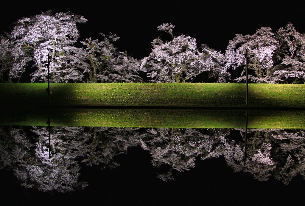 鏡面桜